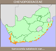 Image result for Sarcocornia natalensis