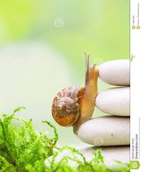 525 likes · 59 talking about this. Caracol Que Escala Em Uma Pilha Dos Seixos No Equilibrio Imagem De Stock Imagem De Ascent Seixo 118872989