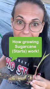 Sugarcane, a tall perennial grass widely cultivated for its sweet juice,  used to make cane syrup and sugar! It can be easily propagated from  existing stalks. Here’s a brief guide