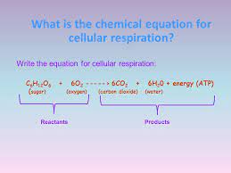The chemical equation for aerobic cellular respiration is: Cells Structure Function Active Passive Transport Photosynthesis Cell Respiration Test Review Test Is On Tuesday January 27th Ppt Video Online Download