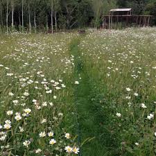 Check spelling or type a new query. Controlling Grass In Your Wildflower Beds Turf Online