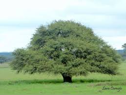 La Pampa tiene el Caldén. Semana del Bosque Pampeano. - Yo amo La Pampa