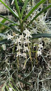 Image result for Cyrtorchis praetermissa