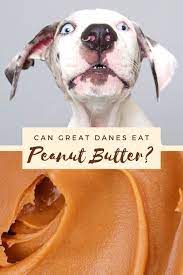 Can Great Danes Eat Peanut Butter Dane Puppies Great Dane Puppy Great Dane