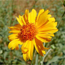 Image result for Verbesina encelioides