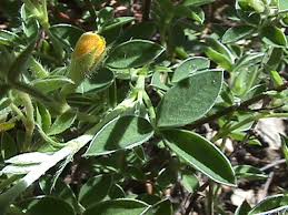 Image result for Argyrolobium fischeri