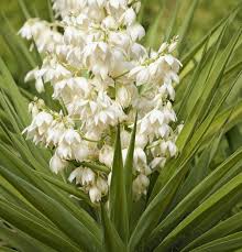 Image result for Yucca
