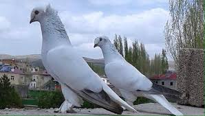 Aziz Yildirim Adli Kullanicinin Pigeons Golubi Panosundaki Pin Hayvanlar Hayvanlar Alemi Kus