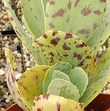Image result for Kalanchoe marmorata