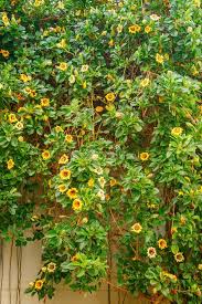 Image result for Solandra