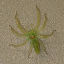 Maybe you would like to learn more about one of these? Spiders In Florida Species Pictures
