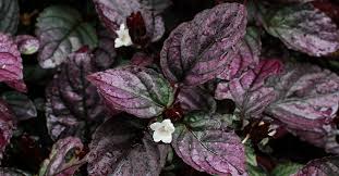 We did not find results for: How To Grow Purple Waffle Plant Guide With 6 Factual Tips