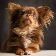 The most common chihuahua long hair material is ceramic. Chihuahua Chihuahua Puppies Chihuahua Dogs Chihuahua