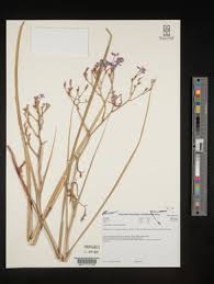 Image result for Afrosolen bainesii