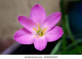 Image result for Zephyranthes minuta