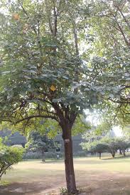 Image result for Toona