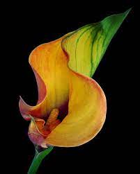 Calla Lily Restored Innocence Of The Soul Death Georgia O Keefe Art Georgia Okeefe Georgia O Keeffe Paintings