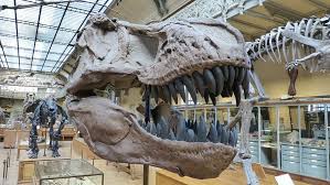 Dinosaur bone is a quest item needed for roll the bones. Hd Wallpaper Museum Skeleton Dinosaur Dinosaur Skeleton Predatory Dinosaurs Wallpaper Flare