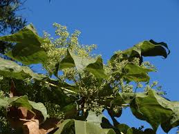 Image result for Sterculia quinqueloba