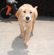 Contact us for golden retrievers puppies! Akc Registered Golden Retriever Puppies Phoenix Us En Oc2o