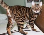 Toyger Cat Breed Information - Kittens For Sale