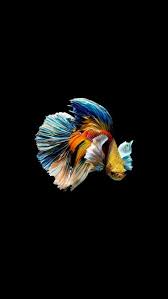 Best 3840x2400 fish wallpaper, 4k ultra hd 16:10 desktop background for any computer, laptop, tablet and phone. 53 Betta Fish Wallpapers Ideas In 2021 Fish Wallpaper Betta Fish Betta