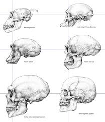 Learn vocabulary, terms and more with flashcards, games and other study tools. Hominid Skulls One Of My Favorite Things To Study Evolution Art Human Evolution Evolution Science