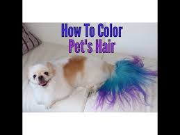 Some pet owners get super creative with their ideas, dyeing and trimming their dog's hair to resemble another animal like a tiger or a character like pikachu. How To Color Dye Your Dog Youtube