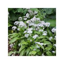 Image result for Allium ursinum