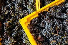 17th Annual End of Harvest Festival