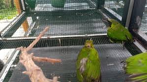 600 x 400 jpeg 36kb. Petugas Karantina Parepare Gagalkan Penyeludupan Ratusan Burung Tanpa Dokumen