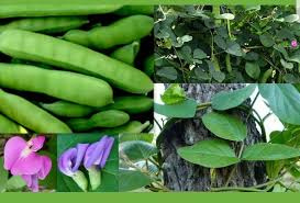 Image result for Canavalia ensiformis