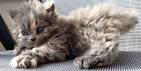 American Curl Cat Breed Profile | Petfinder