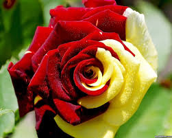 Pin By Stephanie Duman On Yellow Roses Rose Seeds Yellow Rose Flower Flower Seeds