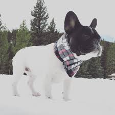 pin by frenchie n pug french bulldo on frenchies really cute puppies french bulldog clothes cute cats and dogs