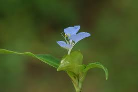 Image result for Commelina nigritana