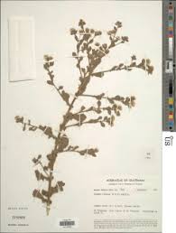 Image result for Pseudoconyza viscosa