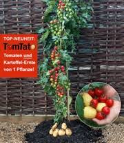 Ich wollte wissen ob ich tomaten in meiner wohnung wacshen lassen kann und wenn ja wie? Tomtato Pflanztomtato Pflanze Kaufen Baldur Gartene Kaufen Baldur Garten