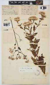 Image result for Vernonia gerberiformis