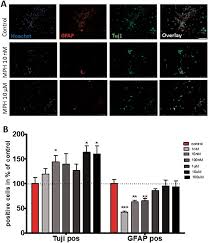 Methylphenidate Enhances Neuronal Differentiation And Reduces Proliferation Concomitant To Activation Of Wnt Signal Transduction Pathways Translational Psychiatry