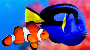 Dory Nemo In Real Life Aquarium The Best Relax Music Sleep Relax Relaxing Music Meditation Music Sleep Coral Reef Aquarium