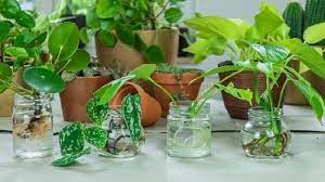 Tanaman hias air yang unik tahan di indoor syngonium podophyllum: Tak Perlu Nyalakan Ac Atau Kipas 7 Jenis Tanaman Ini Bikin Ruangan Jadi Sejuk Tribunnewsmaker Com