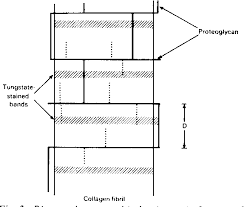 Mikroskop beim führenden marktplatz für gebrauchtmaschinen kaufen. Figure 3 From Collagen Proteoglycan Interactions Localization Of Proteoglycans In Tendon By Electron Microscopy Semantic Scholar