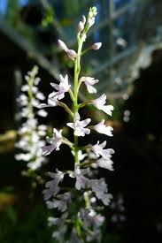 Image result for Stenoglottis