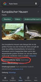 Смотреть что такое europäischer hausen в других словарях: Es Gibt Einen Fisch Der Huso Heisst Spacefrogs