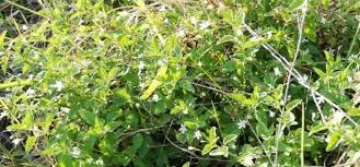 Image result for Jamesbrittenia integerrima