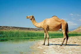 You've probably heard you're supposed to drink at least eight you may have heard this thrown around from time to time, so we figured we'd clear the air. Do Camels Store Water In Their Humps Britannica