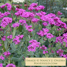 Image result for Silene kiwuensis