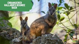 There are about 30 different species of wallabies, a pouched member of the kangaroo family that is native to australia and surrounding islands. Endangered Wallabies Bounce Back Aussie Ark