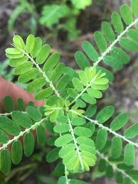 Image result for Phyllanthus friesii